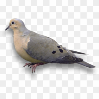 Doves - Mourning Dove Transparent Clipart