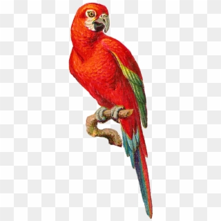 Macaw Parrot Png High-quality Image - Macaw Parrot Png Clipart