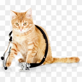 Slider-cat - Veterinary Cat Clipart