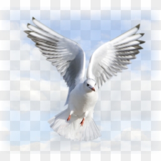 Png Holy Spirit - Animated Holy Spirit Dove Png Clipart