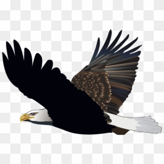 Bird, Eagle, Flying, Feather, Nature, American, Flight - Burung Elang Png Clipart
