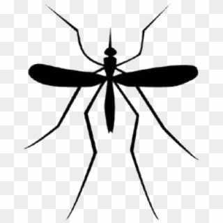 Mosquito Download Png - Draw A Parasitic Mosquito Clipart