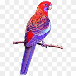 August 4, 2018 At - Rosales Bird Clipart