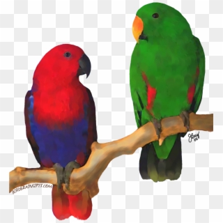 Eclectus Pair, Digital Oil Bird Perch, Parrot Toys, Clipart