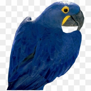 Blue Parrot Free Png Image - Hyacinth Macaw Png Clipart