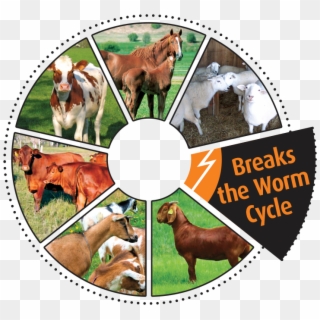 It Was Developed By An Animal Health Company In Australia - Hunting Dog Clipart