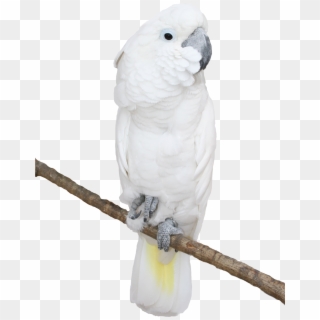 White Parrot Transparent Png Picture - Clipart Critters With Transparent Backgrounds