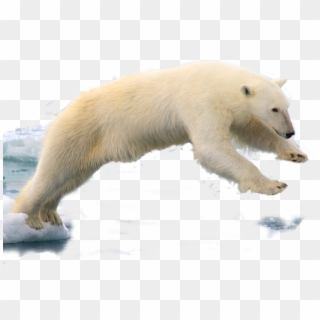320 × 216 Pixels - Polar Bear With Transparent Background Clipart