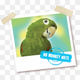 With No Monkey Nuts - Parakeet Clipart