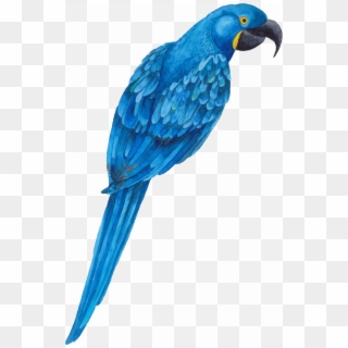 Blue Parrot Png Transparent Image - Transparent Parakeet Blue Clipart