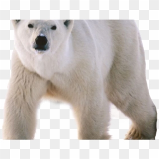 Polar Bear Group Clipart