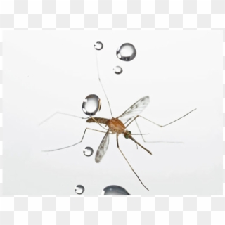 To A Mosquito, Being Struck By A Raindrop Is Like A - Mosquito De Chuva Clipart