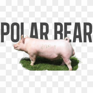 Post Navigation - Domestic Pig Clipart