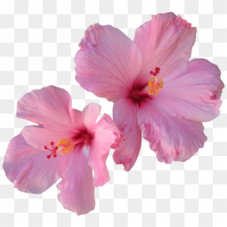 Hibiscus Png Free Download - Hibiscus Png Clipart