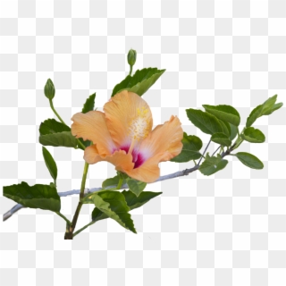 Hibiscus Png Clipart