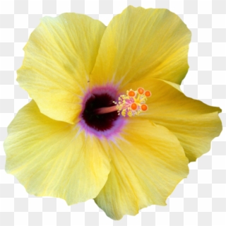 Hibiscus Clipart Png Tumblr - Hawaiian Yellow Hibiscus Png Transparent Png