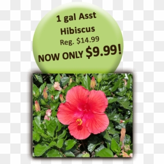 1 Gal Asst Hibiscus - Bizhub 184 Clipart