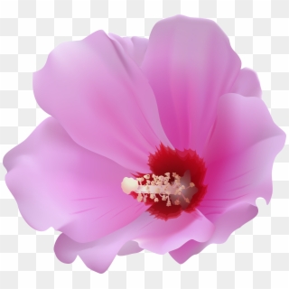 Free Png Download Pink Hibiscus Transparent Png Images Clipart