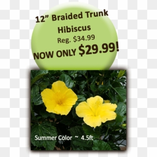 12in Braid Trunk Hibiscus - Hawaiian Hibiscus Clipart