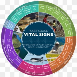 As Of 2016, The Puget Sound Vital Signs Wheel Shows - Puget Sound Ecosystem Clipart