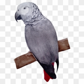 African Grey Clipart