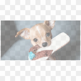 Chihuahua-adoption - Better Cats Or Dogs Clipart