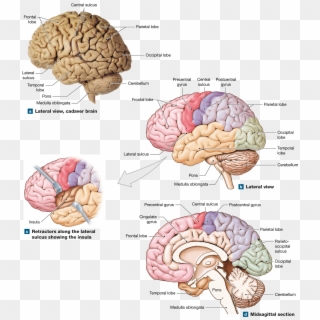 The Cerebrum Contains Motor, Sensory, And Association - Well Labeled Human Brain Clipart