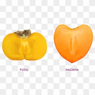 Two Persimmon Png Image - Pumpkin Clipart
