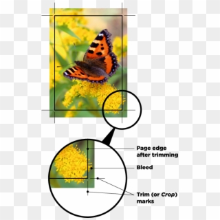 A Image With Crop Marks - Small Tortoiseshell Clipart