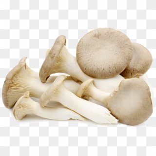 Mushrooms Oyster Clipart