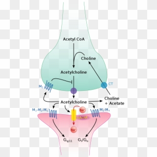 File - Cholinergic Synapse - Svg - Cholinergic Synapse Clipart