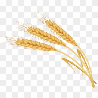 Image Library Library Transprent Png Free Download - Wheat Clipart