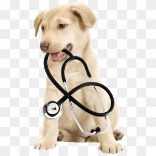 Contact Us - Dog And Cat Medical Clipart