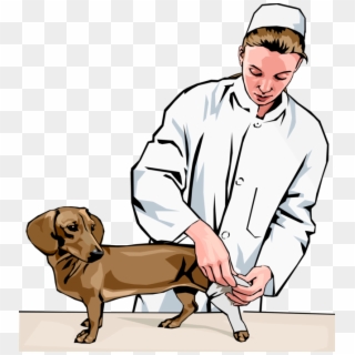 Vector Illustration Of Veterinary Physician Bandaging - Veterinarian Clipart - Png Download