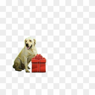 Dog And Gift Box Png - - Picsart Dog Editing Background Clipart