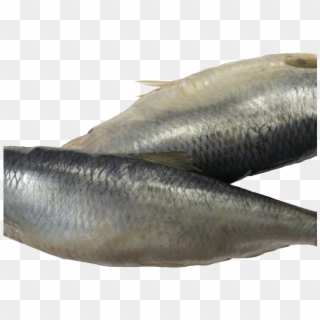 Herring Clipart Transparent - Oily Fish - Png Download