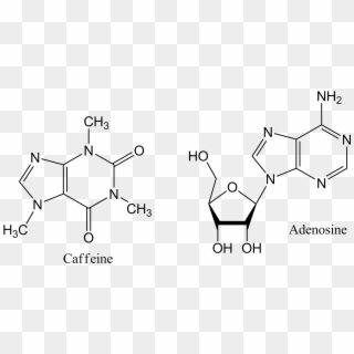 Caffeine And Adenosine - Chiral Centers In Atp Clipart