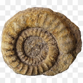 Fossils Png Clipart