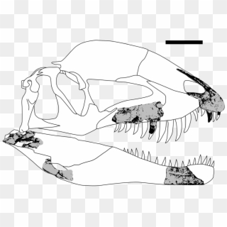 Dracovenator Fossils - Skull Clipart