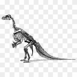 Tyrannosaurus Dinosaur Fossil Paleontology Skeleton - Black And White Dinosaur Skeleton Clipart