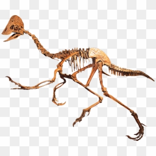 Anzu Wyliei Was Discovered By Fred Nuss Of Nuss Fossils - Dinosaur With Beak Clipart