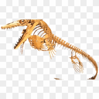 Fossils Found In Pembina Gorge - Mosasaur Fossil Clipart
