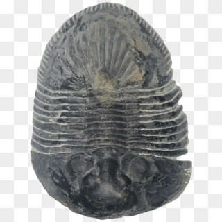 Thysanopeltis Trilobite - Trilobite Clipart