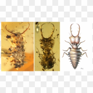 Amber Fossils Trapped Ancient Insects Wearing Camo - Ancient Insects Clipart