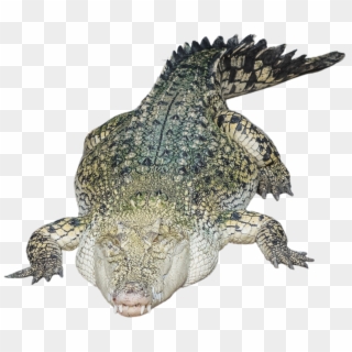 Alligator Png Photo - Transparent Crocodile Head Clipart
