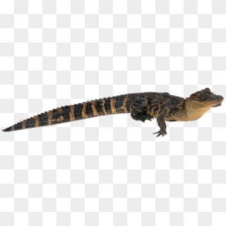 Alligator Png Clipart