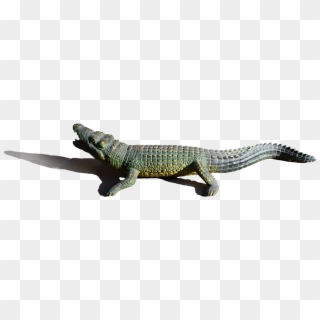Alligator Png Image - Nile Crocodile Clipart