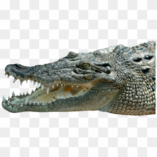 Crocodile - Saltwater Crocodile Png Clipart