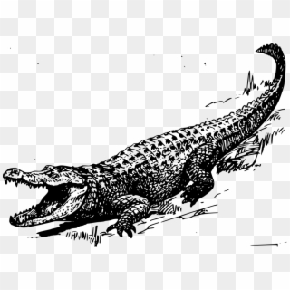 Alligator Png Clipart