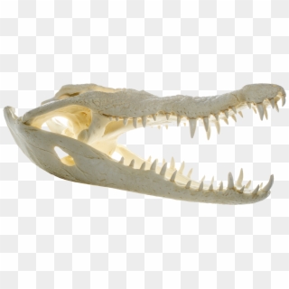 File - Crocodylus Niloticus - Skull - Muse - Crocodile Bone Png Clipart